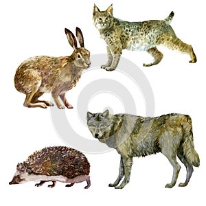 Watercolor illustration, set. Forest animals hand-drawn in watercolor. Lynx, hare, wolf, hedgehog