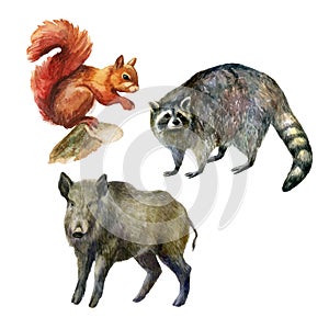 Watercolor illustration, set. Forest animals hand-drawn in watercolor. Squirrel, raccoon, wild boar