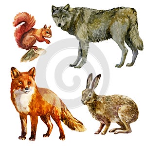 Watercolor illustration, set. Forest animals. Squirrel, wolf, fox, hare
