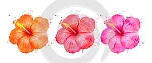 Watercolor illustration set of Hibiscus flowers