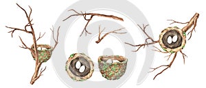 Watercolor illustration. Set of hummingbird nest on branches top and side view and isolated objects. Two eggs in a bird