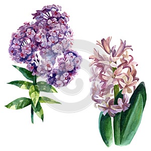 Watercolor illustration, set. Hyacinth and phlox flowers. Spring summer motive