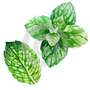 Watercolor illustration, set. An image of mint. Mint leaves