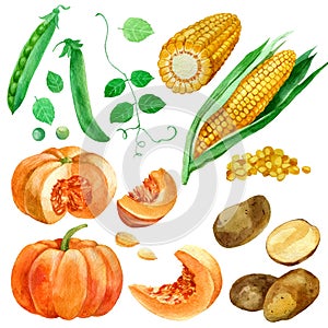 Watercolor illustration, set, images of vegetables, corn and corn kernels, potatoes, pumpkin and peas.