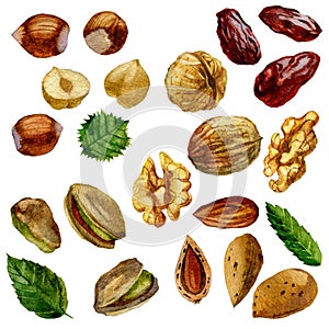 Watercolor illustration, set. Nuts, hazelnut, pistachios, walnut, almond and date fruit.