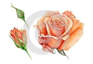 Watercolor illustration set of a orange beautiful rose with buds. Peach hand drawn botanical flower in the full bloom.