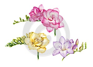 Watercolor illustration set of pink, yellow and violet freesia. Hand painted botanical flowers with green buds in the full bloom.