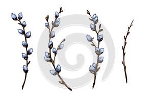 Watercolor illustration set of pussy willow twigs. Spring branches