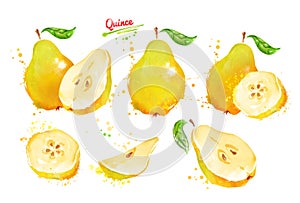 Watercolor illustration set of quince