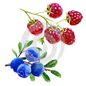 Watercolor illustration, set. Raspberries on a branch, blueberries on a branch