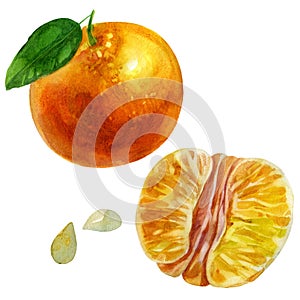 Watercolor illustration, set. Whole tangerine in a peel. Purified half tangerine. Mandarin leaf, tangerine seeds