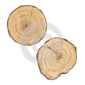Watercolor illustration of set wood texture, round cut of wood, wooden rings isolated. Sawn wood. Handmade.