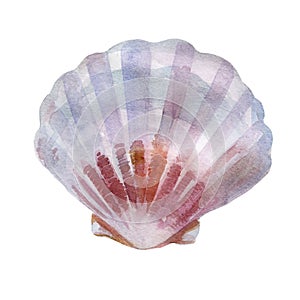 Watercolor illustration. Shell. Summer sea image