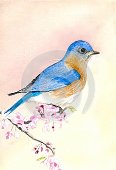 Watercolor illustration of sialia sialis on sakura branch