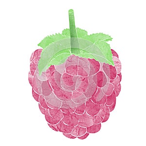 Watercolor Illustration of single raspberry isolated on white background - hand drawn summer fruit