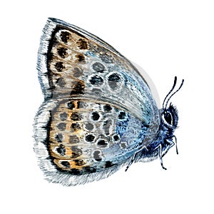 Watercolor Illustration of Sitting Silver-studded Blue Butterfly