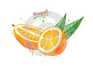 Watercolor illustration of slices of Kumquat