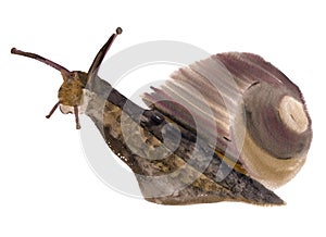 Watercolor illustration of snail in white background.