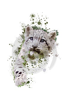 Watercolor illustration of a snow leopard cub isolated on white background. Close-up portrait of a leopard painted in watercolors.