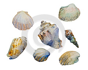 Watercolor illustration of species of shells of Mediterranean Sea and black seas: rapana shell, scallop, conus magus, scapharca