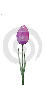 watercolor illustration of a spring delicate, lilac flower tulip