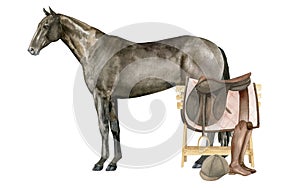 Watercolor illustration of a standing English Thoroughbred bay horse. Isolated. Equestrian equipment saddle, saddle pad