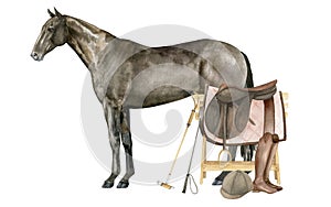 Watercolor illustration of a standing English Thoroughbred bay horse. Isolated. Equestrian equipment saddle, saddle pad