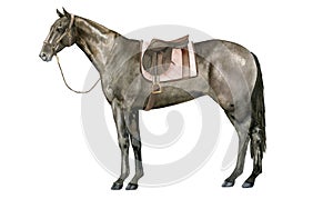 Watercolor illustration of a standing English Thoroughbred bay horse under a brown saddle wearing a brown halter
