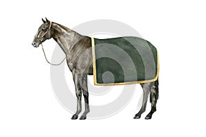 Watercolor illustration of a standing English Thoroughbred bay horse under a green blanket wearing a brown halter