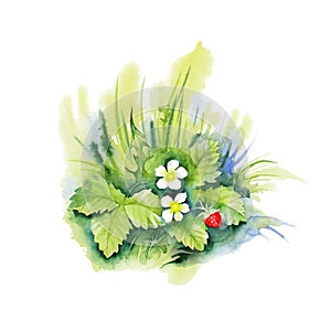 Watercolor illustration of strawberries