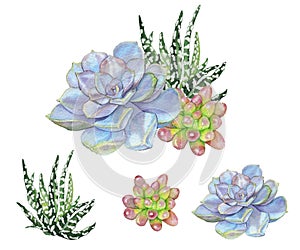 Watercolor illustration of succulents