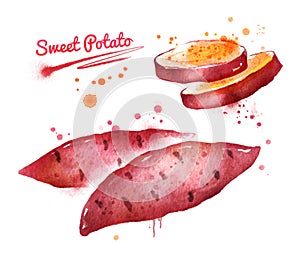 Watercolor illustration of sweet potato