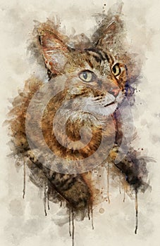 Watercolor illustration of tabby cat portrait