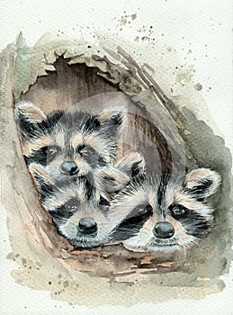 Watercolor illustration of three cute fluffy raccoons