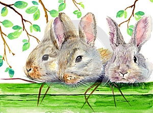 Watercolor illustration of three fluffy rabbits or hares behind a green wooden fence