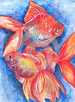 Watercolor illustration of three goldfish on a blue background