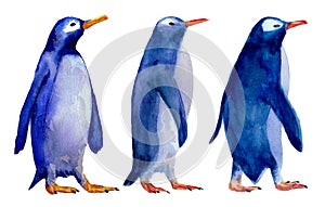 Watercolor illustration of three wolking blue penguins