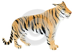 Watercolor illustration of a tiger