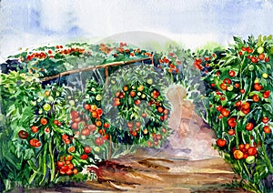 Watercolor Illustration of Tomatoes Fields