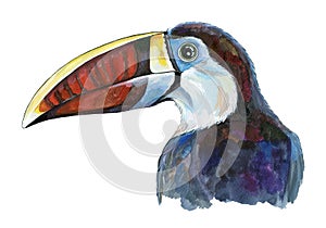 Watercolor illustration of toucan exotic bird. Hand drawn beautiful jungle Ramphastidae bird. Isolated on white background.