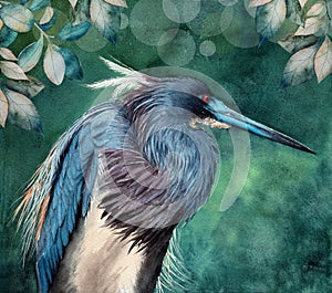 Watercolor illustration of a tricolored heron