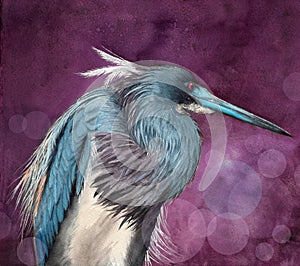 Watercolor illustration of a tricolored heron