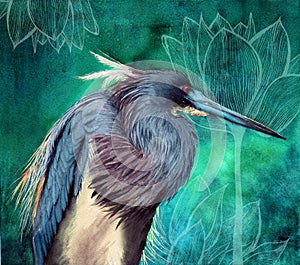 Watercolor illustration of a tricolored heron