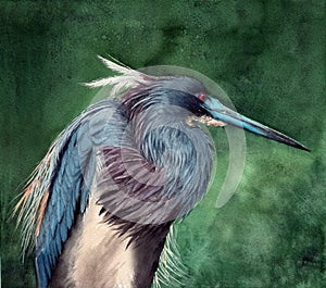 Watercolor illustration of a tricolored heron