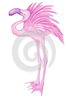 Watercolor illustration, tropical animal, pink flamingo.