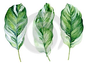 Watercolor illustration of tropical leaves