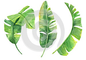 Watercolor illustration of tropical leaves. Exotic plant. Natural print. Set of banana leaves isolated on white background for you