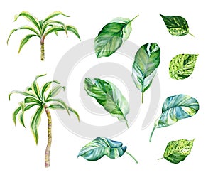 Watercolor illustration of tropical leaves and plants