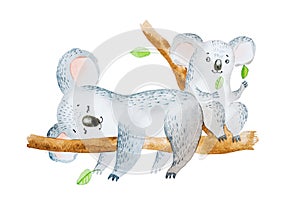 Watercolor illustration of two adorable cartoon koala bears sitting on eucalyptus tree branch