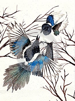Watercolor illustration of two black and turquoise magpies